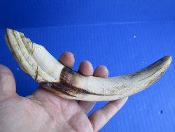 B-Grade 9 inch Warthog Tusk, Warthog Ivory from African Warthog - $20