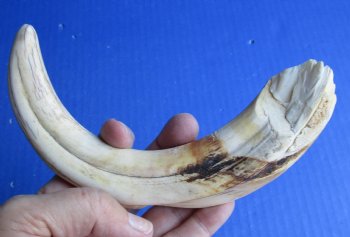 B-Grade 9 inch Warthog Tusk, Warthog Ivory from African Warthog - $20