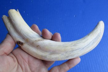9 inch Warthog Tusk, Warthog Ivory from African Warthog - $33