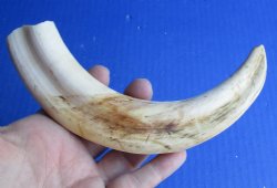 9 inch Warthog Tusk, Warthog Ivory from African Warthog - $33