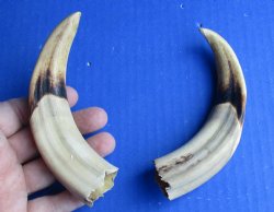Matching pair of 6 inch Warthog Tusks - $23/pair
