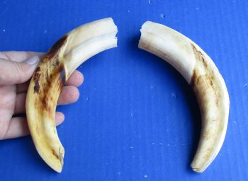 Matching pair of 7 inch Warthog Tusks - $29/pair