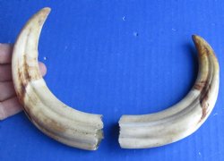 Matching pair of 7 inch Warthog Tusks - $29/pair