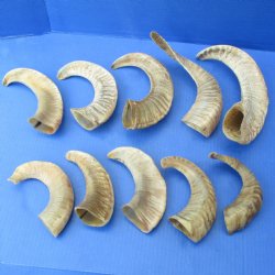 8" - 14" Polished Sheep Horns, 10pc lot - $65