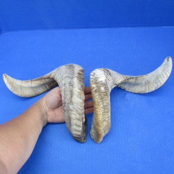 21" Matching Pair of Sheep Horns - $40