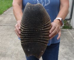 14 inch Armadillo shell cured in Borax for $40
