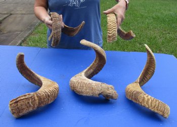 5 piece lot of B-Grade Sheep Horns 22 to 30 inches - $50/lot