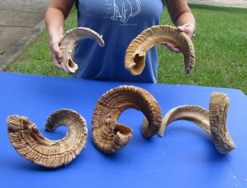 5 piece lot of B-Grade Sheep Horns 21 to 31 inches - $50/lot