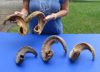 5 piece lot of B-Grade Sheep Horns 18 to 30 inches - $50/lot