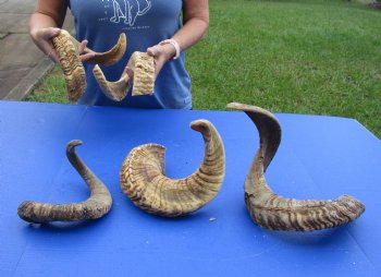 5 piece lot of B-Grade Sheep Horns 19 to 31 inches - $50/lot