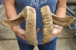24 and 25 inch matching pair of ram sheep horns for sale - $42/pair