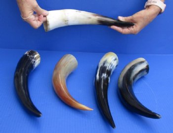 Cow Horns, Buffalo Horns