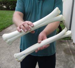 2 pc B-Grade Real Camel leg Bones 15 & 16 inches - $24
