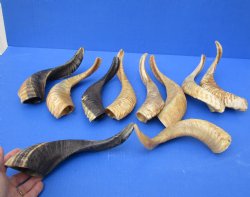 10 piece lot of Ram Horns, Sheep Horns 12 to 15 inches - $85/lot