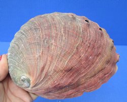 Natural Red Abalone...