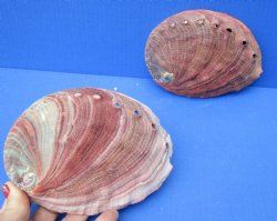 2 pc lot of Natural Red Abalone Shells for Shell decor 6 inches wide - $20/lot