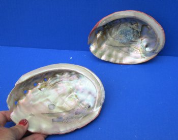2 pc lot of Natural Red Abalone Shells for Shell decor 6 inches wide - $20/lot