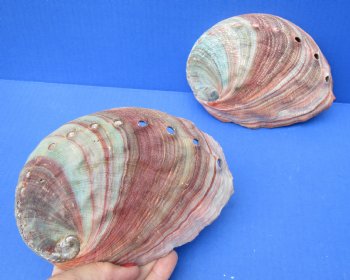 2 pc lot of Natural Red Abalone Shells for Shell decor 6 inches wide - $20/lot