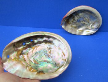 2 pc lot of Natural Red Abalone Shells for Shell decor 6 inches wide - $20/lot