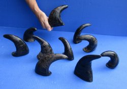Ten piece Semi Polished Buffalo Horns 6 to 8"