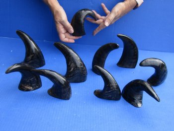 10 piece lot of Semi polished buffalo horns 6 to 8 inches - $29/lot