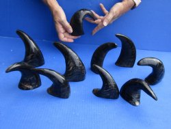 10 piece lot of Semi polished buffalo horns 6 to 8 inches - $29/lot