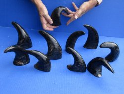 Ten piece Semi Polished Buffalo Horns 6 to 8"