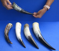 Five piece lot of White Polished Cow/Cattle horns 10 to 15 inches for $65/lot
