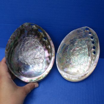 5" Polished and Pearlized Abalone Shells, 2pc lot - $25