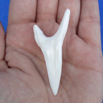 Huge 2-1/4" Mako Shark Tooth - $42