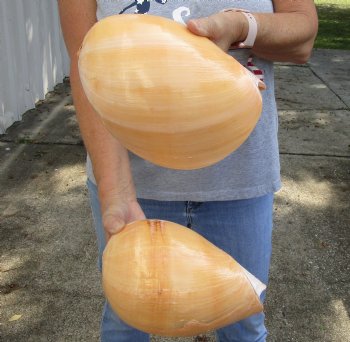 2 piece Indian volute melon shells for sale measuring 9 inches - $20/lot