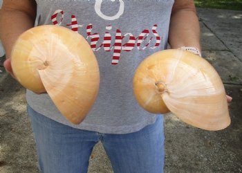 2 piece Indian volute melon shells for sale measuring 9 inches - $20/lot