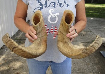 24 and 25 inch matching pair of ram sheep horns for sale - $42/pair