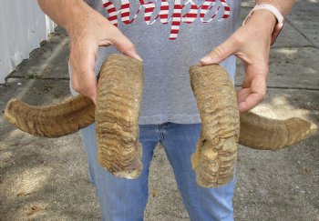 23 inch matching pair of ram sheep horns for sale - $42/pair