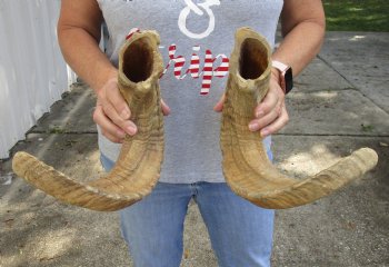 23 inch matching pair of ram sheep horns for sale - $42/pair