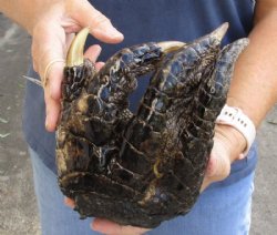 Alligator Feet, Small to Large 