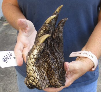 8" Alligator Foot, Preserved with Formaldehyde - $15
