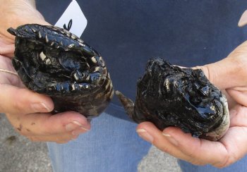 2 Alligator Feet, Preserved with Formaldehyde 6 and 6-3/4 inches - $20 each