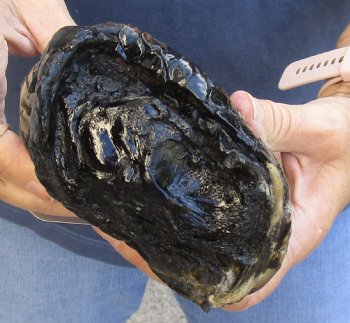8" Alligator Foot, Preserved with Formaldehyde - $35