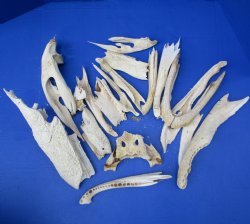 Assorted Box of Alligator Skull Pieces - $20