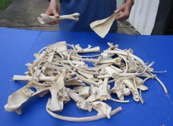 8lbs of Assorted Gator and Wild Boar Bones - $40