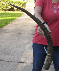 African Female Sable horn 27 inches for sale - $60