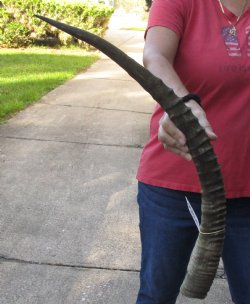 African Female Sable horn 27 inches for sale - $42