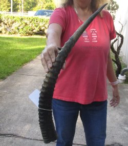 24 inch African Female Sable horn - $60