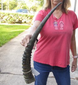 African Bull Sable horn measuring 24 inches - $60