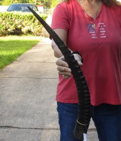 Female Sable horn - 24 inches - $42