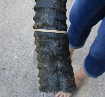 Female Sable horn - 24 inches - $60