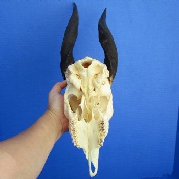 B-Grade Bushbuck Skull with 12-13" Horns - $60