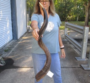Polished Kudu horn measuring 40 inches - $132