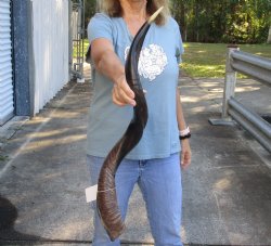 Polished Kudu horn measuring 34 inches - $80